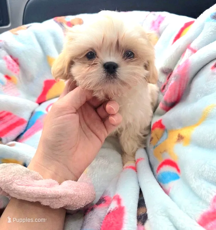 Lil' Stanley – Shih Tzu puppy for sale in Aurora, CO