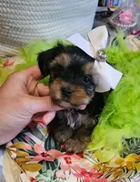 Teresa, a female Yorkshire Terrier for sale in Aurora, CO – 4 of 4
