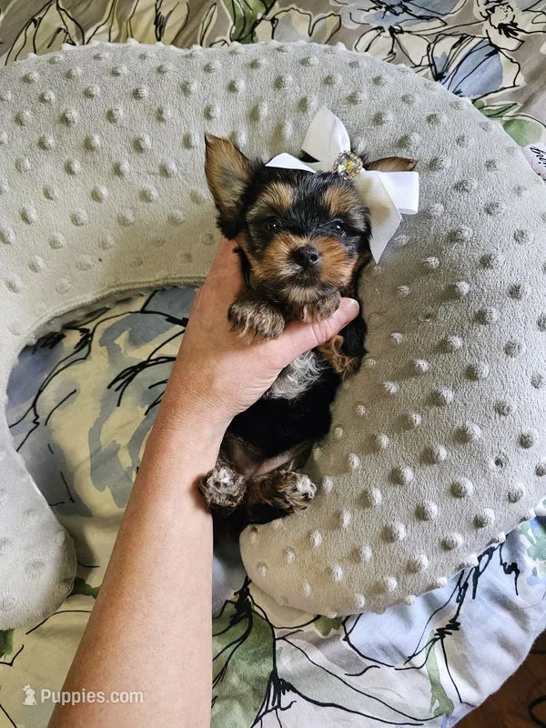 Teresa – Yorkshire Terrier puppy on hold in Aurora, CO