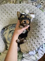 Teresa, a female Yorkshire Terrier for sale in Aurora, CO – 1 of 4