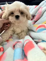 Lil' Stanley, a male Shih Tzu for sale in Aurora, CO – 2 of 3