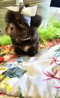 Coco, a female Shih Tzu for sale in Aurora, CO – 5 of 10