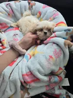 Lil' Stanley, a male Shih Tzu for sale in Aurora, CO – 3 of 3