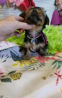 Barbie T-cup, a female Yorkshire Terrier for sale in Aurora, CO – 4 of 5