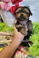 Barbie T-cup, a female Yorkshire Terrier for sale in Aurora, CO – 5 of 5