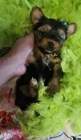 Barbie T-cup, a female Yorkshire Terrier for sale in Aurora, CO – 2 of 5