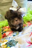 Coco, a female Shih Tzu for sale in Aurora, CO – 9 of 10