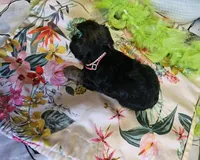 Barbie T-cup, a female Yorkshire Terrier for sale in Aurora, CO – 3 of 5