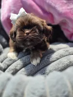 Sassy, a female Shih Tzu for sale in Aurora, CO – 2 of 6