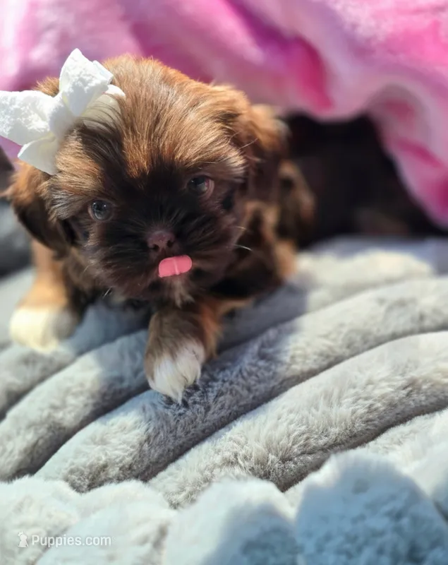 Sassy – Shih Tzu puppy for sale in Aurora, CO