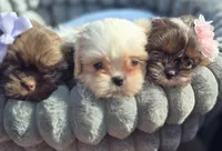 Tiny Rubble, a male Shih Tzu for sale in Aurora, CO – 5 of 5