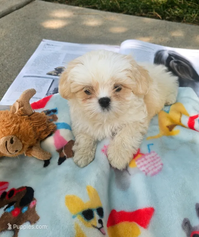 Tiny Rubble – Shih Tzu puppy for sale in Aurora, CO