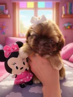 Sassy, a female Shih Tzu for sale in Aurora, CO – 6 of 6