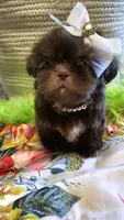 Coco, a female Shih Tzu for sale in Aurora, CO – 10 of 10