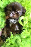 Coco, a female Shih Tzu for sale in Aurora, CO – 7 of 10
