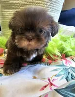 Coco, a female Shih Tzu for sale in Aurora, CO – 6 of 10