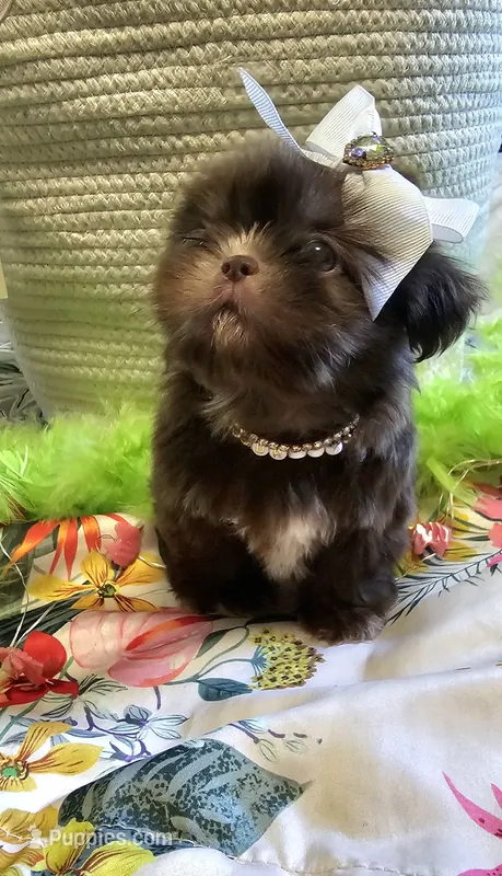 Coco – Shih Tzu puppy for sale in Aurora, CO