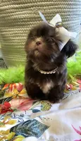 Coco, a female Shih Tzu for sale in Aurora, CO – 1 of 10