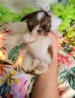 Daphne T-cup, a female Shih Tzu for sale in Aurora, CO – 2 of 9