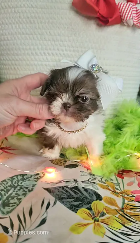 Daphne T-cup – Shih Tzu puppy for sale in Aurora, CO