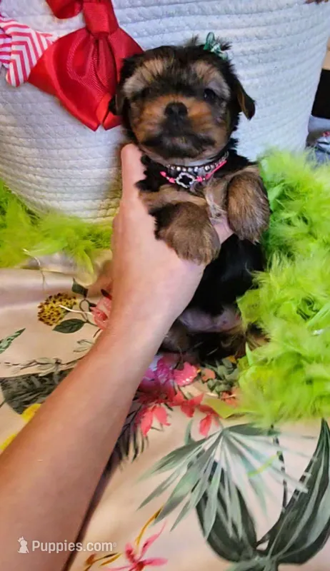 Barbie T-cup – Yorkshire Terrier puppy for sale in Aurora, CO