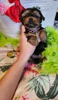 Barbie T-cup, a female Yorkshire Terrier for sale in Aurora, CO – 1 of 5