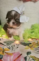 Daphne T-cup, a female Shih Tzu for sale in Aurora, CO – 7 of 9