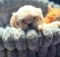 Cream Soda, a male Shih Tzu for sale in Aurora, CO – 5 of 5