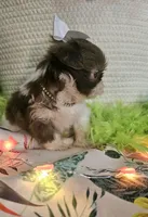 Daphne T-cup, a female Shih Tzu for sale in Aurora, CO – 3 of 9