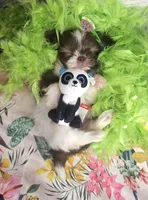 Daphne T-cup, a female Shih Tzu for sale in Aurora, CO – 4 of 9