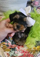 Teresa, a female Yorkshire Terrier for sale in Aurora, CO – 2 of 4