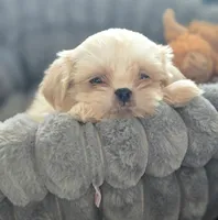 Cream Soda, a male Shih Tzu for sale in Aurora, CO – 4 of 5