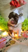 Daphne T-cup, a female Shih Tzu for sale in Aurora, CO – 8 of 9