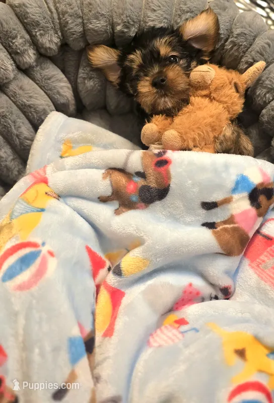 Stanley – Yorkshire Terrier puppy for sale in Aurora, CO