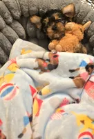 Stanley, a male Yorkshire Terrier for sale in Aurora, CO – 1 of 1