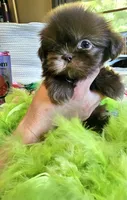 Coco, a female Shih Tzu for sale in Aurora, CO – 2 of 10