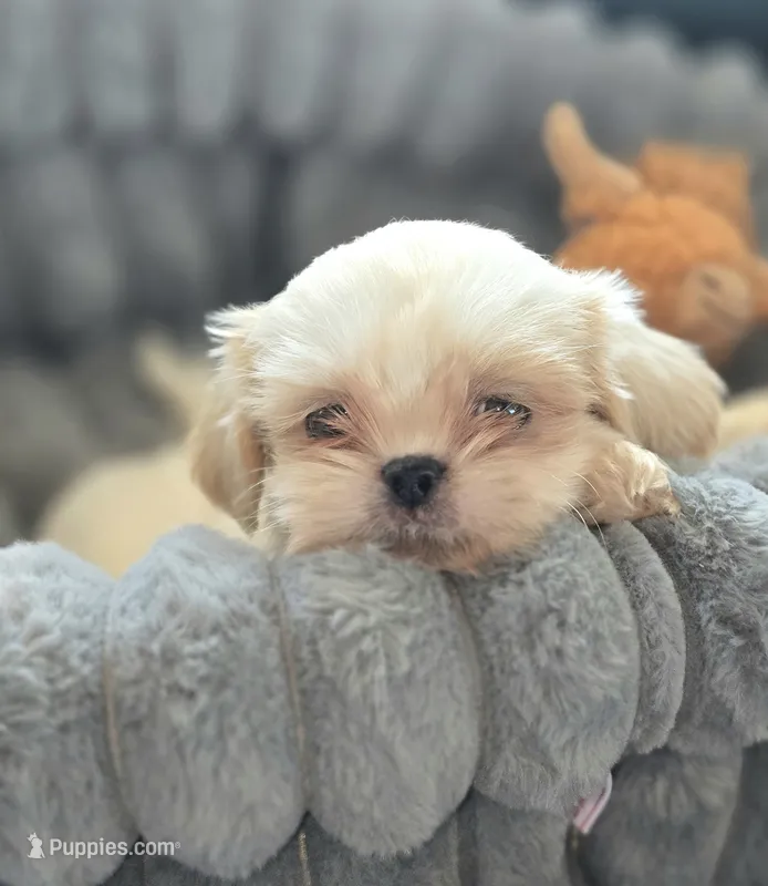 Cream Soda – Shih Tzu puppy for sale in Aurora, CO