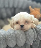 Cream Soda, a male Shih Tzu for sale in Aurora, CO – 1 of 5