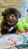 Coco, a female Shih Tzu for sale in Aurora, CO – 8 of 10