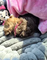 Sassy, a female Shih Tzu for sale in Aurora, CO – 3 of 6