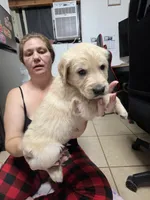Yellow, a male Golden Retriever for sale in Fontana, CA – 3 of 4