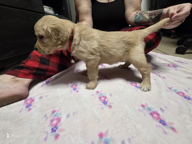 Red collar – Golden Retriever puppy for sale in Fontana, CA