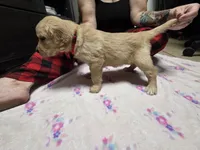 Red collar, a female Golden Retriever for sale in Fontana, CA – 1 of 4