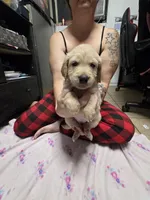 Light blue collar, a female Golden Retriever for sale in Fontana, CA – 4 of 5