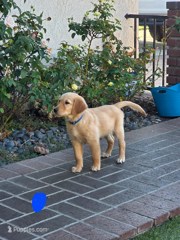 Blue collar – Golden Retriever puppy for sale in Fontana, CA