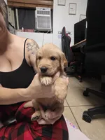 Creme collar, a female Golden Retriever for sale in Fontana, CA – 3 of 4