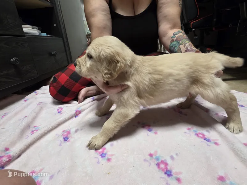 Yellow – Golden Retriever puppy for sale in Fontana, CA