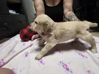 Yellow, a male Golden Retriever for sale in Fontana, CA – 1 of 4