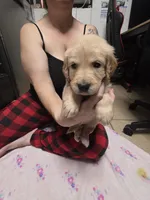 Pink collar, a female Golden Retriever for sale in Fontana, CA – 2 of 6