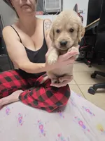 Orange collar, a female Golden Retriever for sale in Fontana, CA – 4 of 5